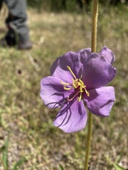 Chaetogastra gracilis