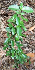 Empogona maputensis