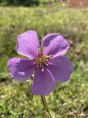 Chaetogastra gracilis
