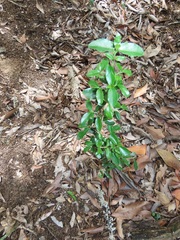 Empogona maputensis