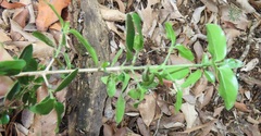 Empogona maputensis