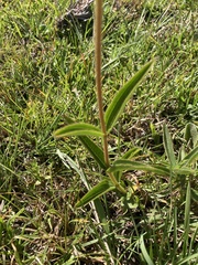 Chaetogastra gracilis