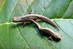 Brookesia tuberculata