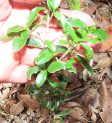 Empogona maputensis