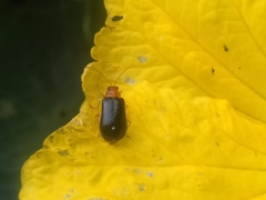 Chrysomelidae