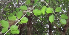 Plectroniella armata