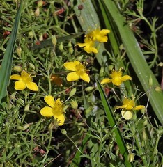 Scoparia montevidensis