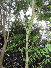 Plectroniella armata