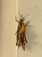 Acrididae