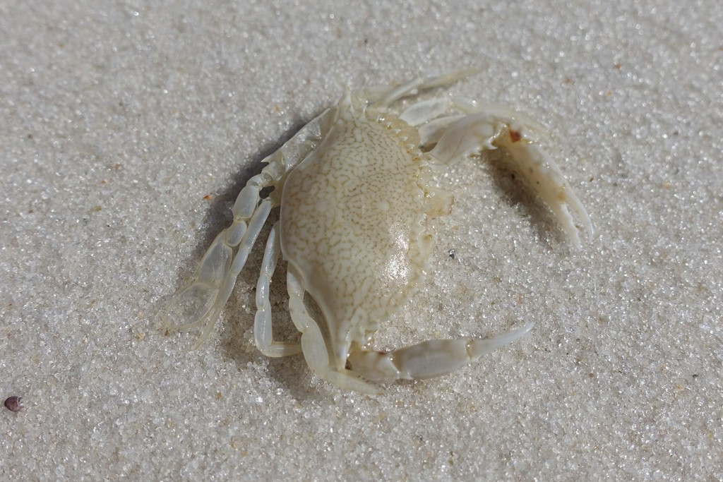 speckled swimming crab