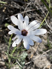 Dimorphotheca montana