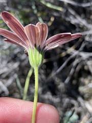 Dimorphotheca montana