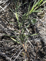 Dimorphotheca montana