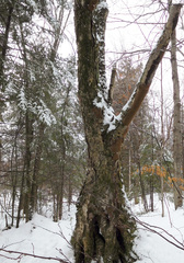 Phellinus betulinus