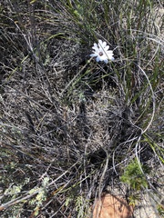 Dimorphotheca montana