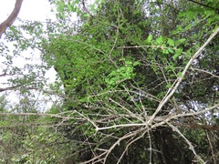 Plectroniella armata