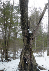 Phellinus betulinus