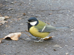 Parus major