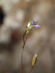 Lobelia xalapensis