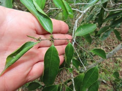 Salacia leptoclada