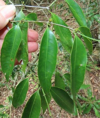 Salacia leptoclada