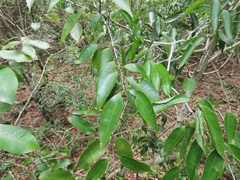 Salacia leptoclada