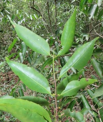 Salacia leptoclada