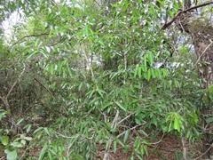 Salacia leptoclada