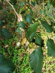 Ciboria shiraiana
