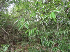 Salacia leptoclada