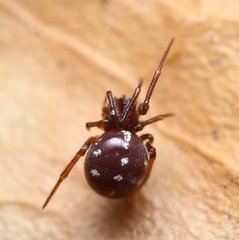 Crustulina scabripes