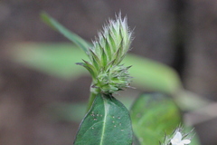 Lepidagathis incurva