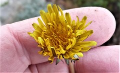 Taraxacum hamiferum