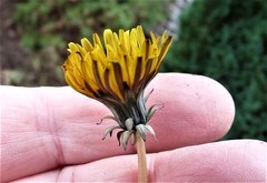 Taraxacum hamiferum