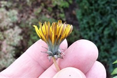 Taraxacum hamiferum