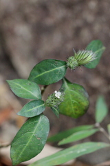 Lepidagathis incurva