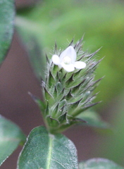 Lepidagathis incurva