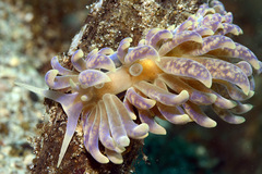 Phyllodesmium magnum