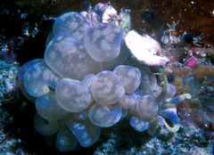 Phyllodesmium magnum