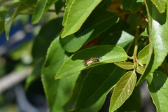 Corynura corinogaster