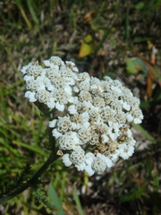 Achillea setacea