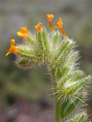 Amsinckia tessellata iNat (1)