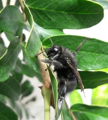 Bombus melaleucus