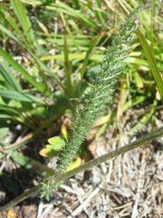 Achillea setacea