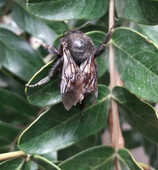 Bombus melaleucus