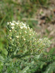 Achillea setacea