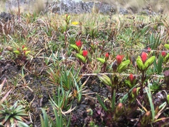 Castilleja nubigena