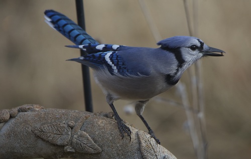 Blue Jay photographed in Oklahoma