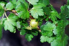 Ribes pinetorum
