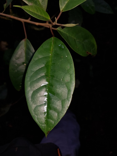 Hieronyma oblonga - Whole tree